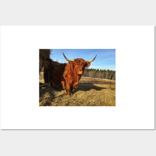 Scottish Highland Cattle Cow 2331 Posters and Art